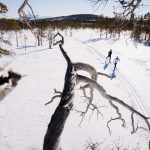 Längdåkning vindpinade träd fjäll Foto: Emrik Jansson