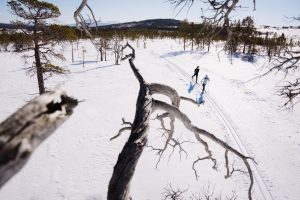 Längdåkning vindpinade träd fjäll Foto: Emrik Jansson