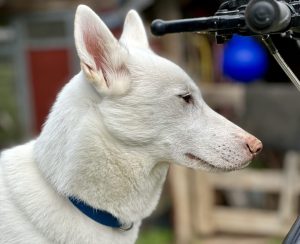 Nordic Husky Farm