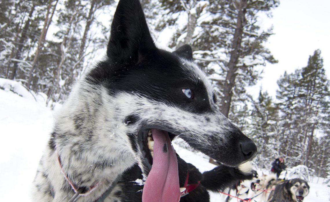 vinter hund äventyr snö