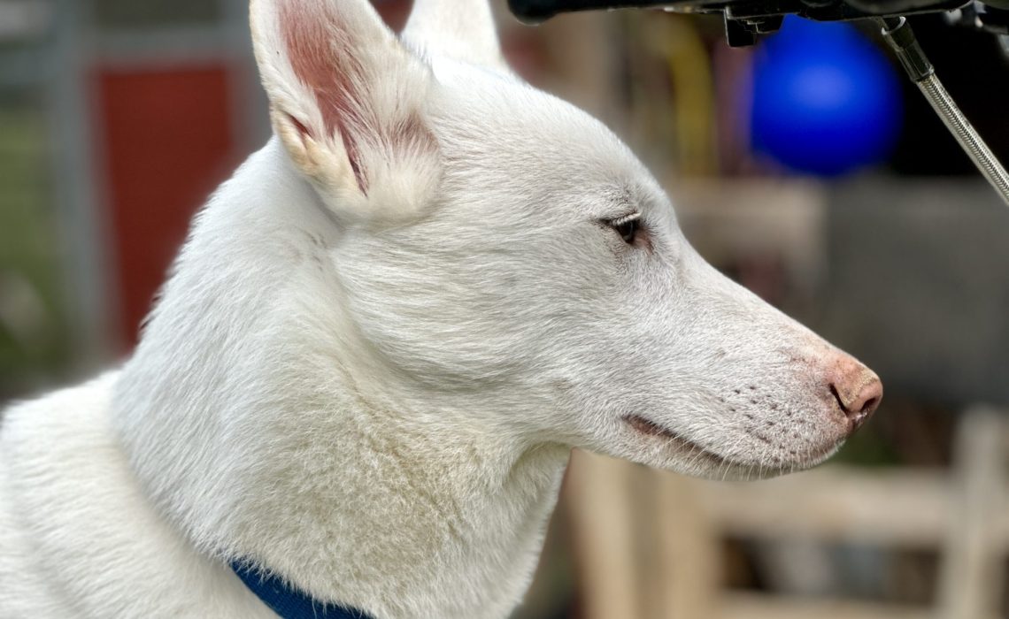 Nordic Husky Farm