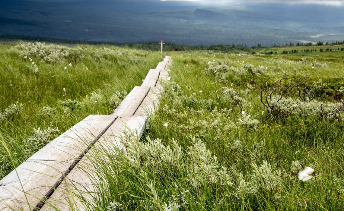 VÅLÅDALEN 20210715
Dagstur till Ottfjället i dis och blåst.
Foto: Per Danielsson/Projekt.P